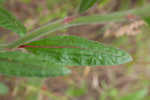 Longleaf buckwheat